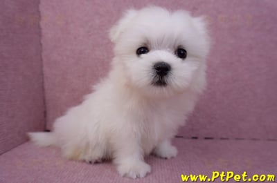 07/26迷你型馬爾濟斯 I 公幼犬2號(台北大同)4