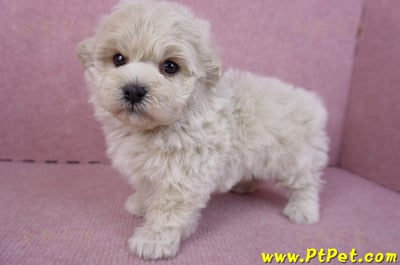 12/10馬爾泰迪公幼犬1號8