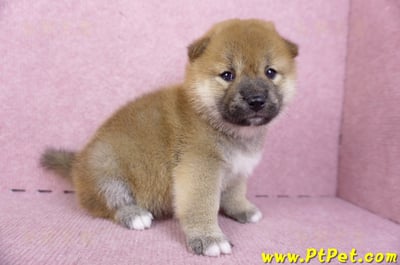 09/21赤色柴犬母幼犬2號(新竹)4