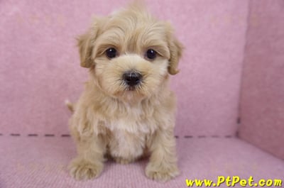 10/18馬爾泰迪母幼犬(高雄鼓山)2