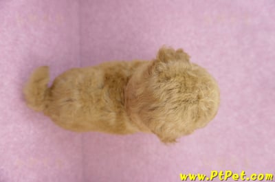 06/22泰迪比熊母幼犬(新竹市)12