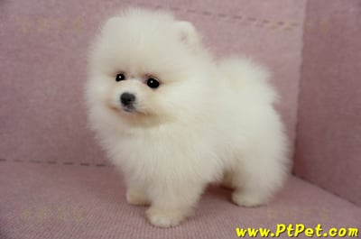 03/14迷你型松鼠白博美公幼犬1號(台北信義)8