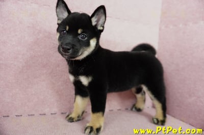 05/14黑色柴犬母幼犬4號(高雄楠梓)1