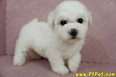 03/11比熊犬母幼犬(嘉義)5