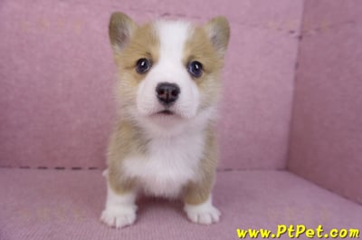 11/30雙色柯基犬公幼犬4號3