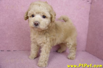 12/06奶油貴賓母幼犬(花蓮市)8