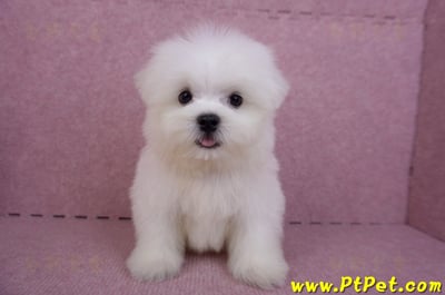 07/26迷你型馬爾濟斯公幼犬1號(台北大同)4