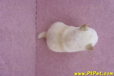 06/14白色柴犬母幼犬(苗栗市)7