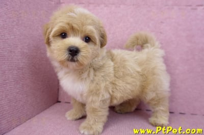 08/06奶油色馬爾泰迪公幼犬1號(桃園中壢)10