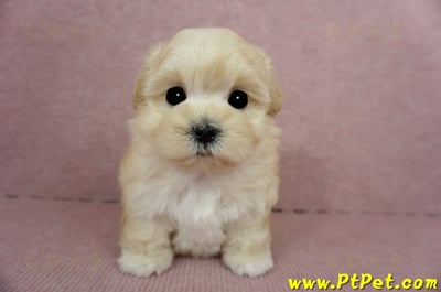 03/21奶油色馬爾泰迪母幼犬(基隆市)2