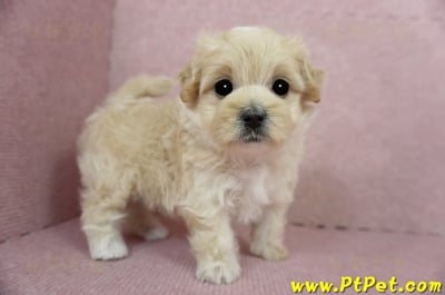 03/02馬爾泰迪母幼犬2號(台東卑南)1