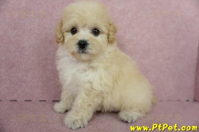 11/08泰迪比熊母幼犬(屏東長治)12