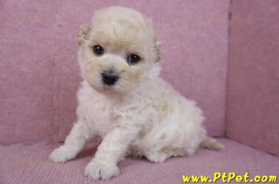 01/01泰迪比熊母幼犬9