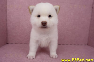 06/14白色柴犬公幼犬1號(屏東潮州)3