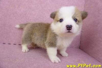 04/16雙色柯基犬公幼犬8