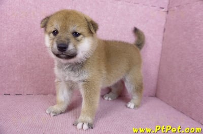 12/10赤色柴犬母幼犬8