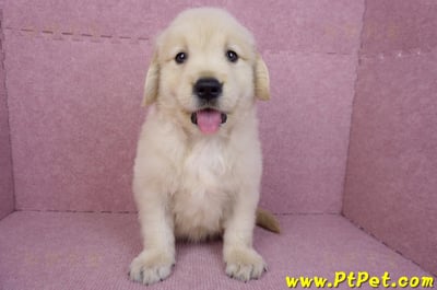 07/18黃金獵犬公幼犬3號(桃園中壢)1