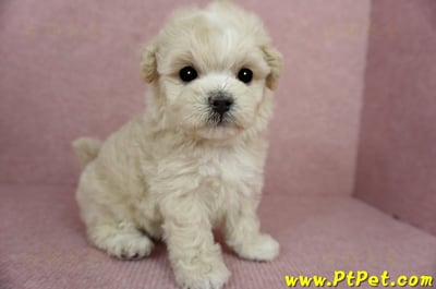 03/31奶油色馬爾泰迪母幼犬1號(基隆信義)7