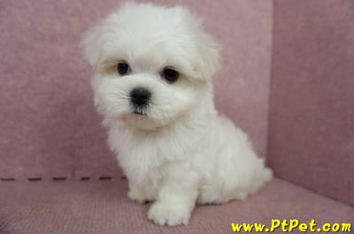 04/17迷你型馬爾濟斯公幼犬(台中北屯)8