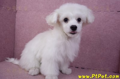 08/11馬爾濟斯公幼犬3