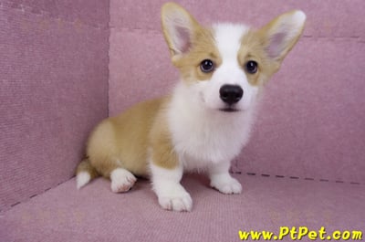 08/05雙色柯基犬公幼犬(新北新店)7