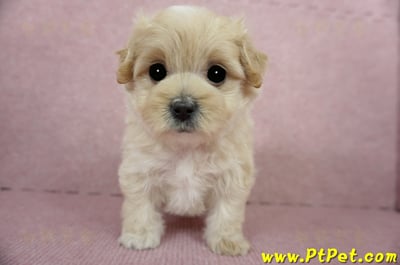 03/02馬爾泰迪母幼犬2號(台東卑南)2