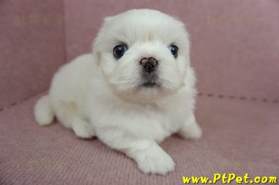 05/27北京狗母幼犬(台北萬華)5