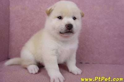 09/11白色柴犬公幼犬3