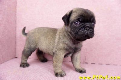 06/23巴哥公幼犬(新竹竹東)4