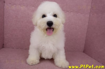 05/20比熊犬公幼犬(新北林口)2