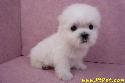 07/26迷你型馬爾濟斯 II 公幼犬1號(台北松山)3