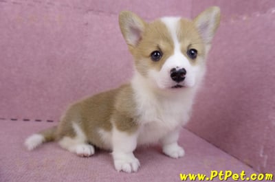04/16雙色柯基犬母幼犬(桃園市)5