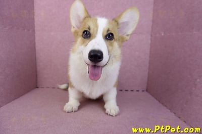 04/28雙色柯基犬公幼犬(屏東潮州)4