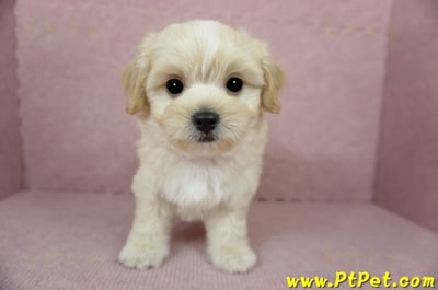 01/10奶油色馬爾泰迪公幼犬2號(花蓮光復)3