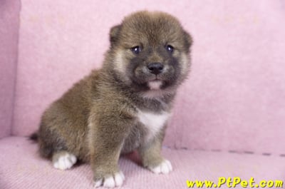 02/05赤色柴犬母幼犬2號3