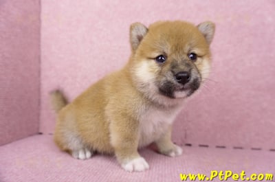 06/14赤色柴犬母幼犬(屏東九如)3