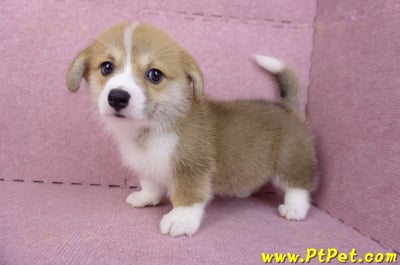 08/05雙色柯基犬母幼犬(台中潭子)9