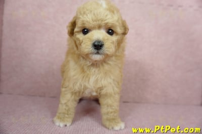 11/26迷你型奶油貴賓公幼犬2號(桃園中壢)1