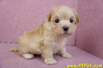 11/02馬爾泰迪 II 公幼犬1號(偏小)(花蓮壽豐)5