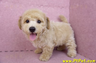 08/14泰迪比熊公幼犬3號(高雄新興)11