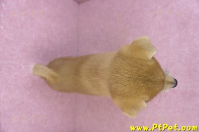 06/02赤色柴犬母幼犬(屏東市)11