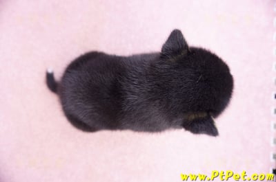 07/11黑色柴犬公幼犬1號6
