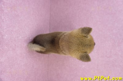 07/11赤色柴犬母幼犬(台南東區)11