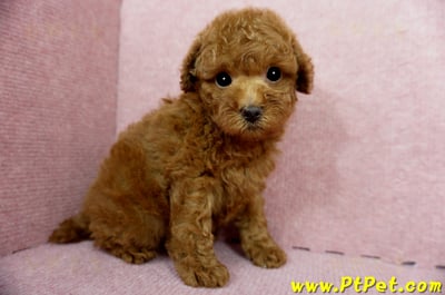 04/15玩具型紅貴賓母幼犬1號(台中大雅)6