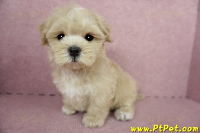 04/11奶油色馬爾泰迪公幼犬(台東綠島)11