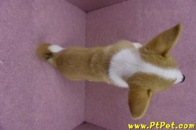 04/13雙色柯基犬公幼犬(台北士林)12