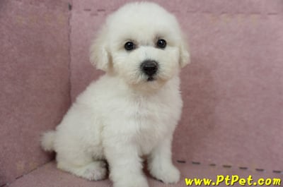 05/20比熊犬公幼犬2號(高雄苓雅)3