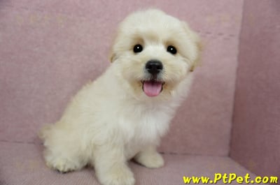 01/10奶油色馬爾泰迪公幼犬(花蓮壽豐)5