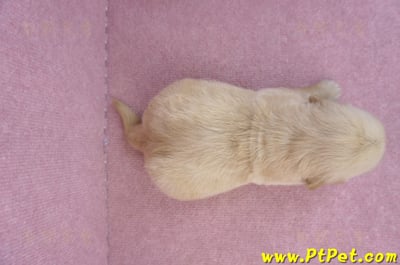 07/18黃金獵犬母幼犬3號(新北新莊)9