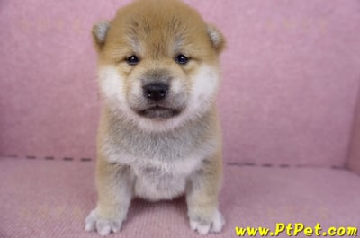 02/06赤色柴犬母幼犬3號2